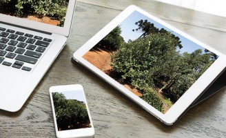 Produtores de erva-mate terão ajuda de um aplicativo especial