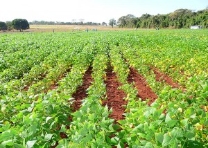 Feijão - plantação
