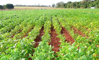 Mudanças na temperatura global aumentam os riscos de doenças no cultivo do feijão
