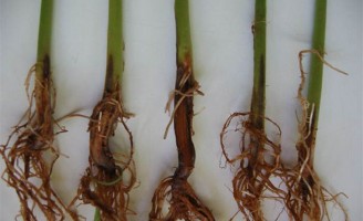 Uma praga que ataca as plantações de feijão em várias regiões do Brasil