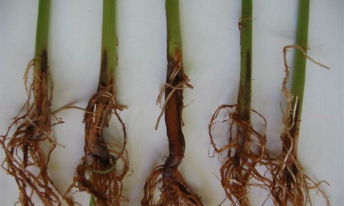 <h2><a href="https://nordesterural.com.br/uma-praga-que-ataca-as-plantacoes-de-feijao-em-varias-regioes-do-brasil/">Uma praga que ataca as planta&ccedil;&otilde;es de feij&atilde;o em v&aacute;rias regi&otilde;es do Brasil</a></h2>A praga &ldquo;Podrid&atilde;o Radicular Seca&rdquo; &eacute; uma doen&ccedil;a causada por fungos do g&ecirc;nero Fusarium, que sobrevivem no solo por tempo indefinido. Ela ataca o feij&atilde;o a partir da fase de