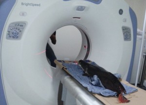 Pirarucu - exame