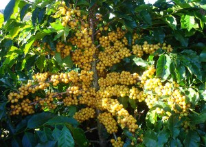 café arabica amarelo
