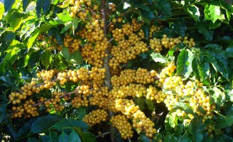 Uma semente de café arábica especial para os plantios na região amazônica