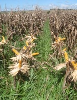 Oficialmente o inverno começa na próxima sexta-feira e vai ter influência do El Niño