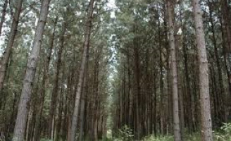 Novo Plano Nacional de Desenvolvimento de Florestas Plantadas prevê crescimento de área até 2030
