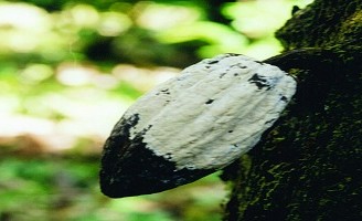 Brasil se prepara para conter a entrada da monilíase do cacaueiro no país
