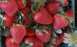 Agricultor pode reduzir o uso de produtos químicos na plantação de morangos