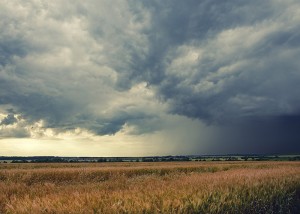Cloudy summer landscape.Field of ripe wheat.Dark storm clouds in dramatic sky.Minutes before the heavy rain.