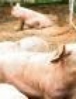 Bem-estar animal pode evitar prejuízos para o produtor rural