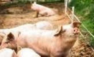 Bem-estar animal pode evitar prejuízos para o produtor rural