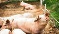 Bem-estar animal pode evitar prejuízos para o produtor rural