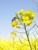 A canola poderá ser cultivada nas regiões do Cerrado e do Semiárido brasileiro