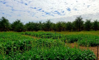 A importância da canola para a agricultura mundial