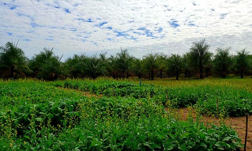 <h2><a href="https://nordesterural.com.br/a-importancia-da-canola-para-a-agricultura-mundial/">A import&acirc;ncia da canola para a agricultura mundial</a></h2>A canola &eacute; a terceira oleaginosa mais importante no mundo, ficando atr&aacute;s do dend&ecirc; e da soja. Utilizada em v&aacute;rios segmentos do mercado, ela tem ganhado cada vez mais espa&ccedil;o