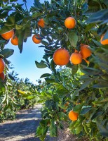 A laranja brasileira alcança 76% do comércio mundial