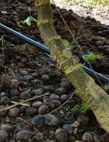 Plantio de maracujá ganhar resistência ao ataque de pragas com uso de enxertia