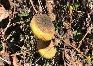 Plantio de maracuja - praga da fusariose