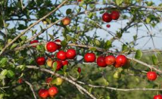 Produção de acerola no semiárido pode crescer 30% com manejo correto de polinizadores