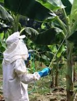 Pequenos produtores vão receber orientação de como aplicar defensivos agrícolas