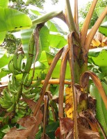 Cientistas usam lodo de esgoto para reduzir praga das bananeiras