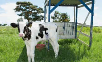 Os bezerros nascidos na fazenda exigem cuidados logo nas primeiras horas de vida