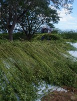 Alimento para caprinos e ovinos no período de escassez de pasto nativo