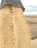 Produção de grãos brasileira vai crescer 27% na próxima década