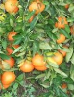 Produtores brasileiros perdem 20% no volume de exportação da safra de laranja