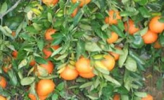 Produtores brasileiros perdem 20% no volume de exportação da safra de laranja