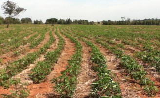 Orientação para o plantio de mandioca recomenda sistema de plantio direto como mais econômico e rentável
