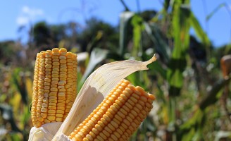 Uso de inoculante aumenta produtividade do milho