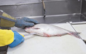 peixe tratamento