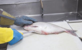 Curso especial para treinar os profissionais da indústria da pesca para atender ao mercado europeu