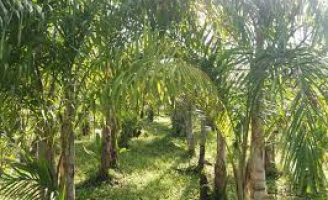 Produção de palmito pupunha ajuda na preservação de árvores nativas da mata atlântica