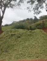 Como fazer e escolher as melhores plantas para o processo de ensilagem