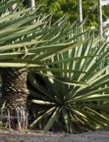 Aproveitamento do resíduo de sisal na alimentação de ruminantes