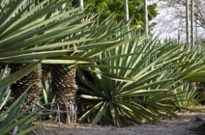 sisal