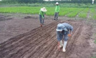 O Brasil comemora o Dia do Agricultor este mês
