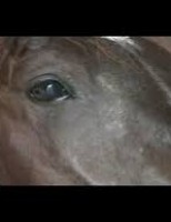 Parceria vai melhorar o diagnóstico do mormo em cavalos