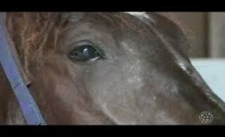 Parceria vai melhorar o diagnóstico do mormo em cavalos