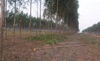 A poda das árvores é importante para garantir o equilíbrio ambiental em sistemas integrados de produção