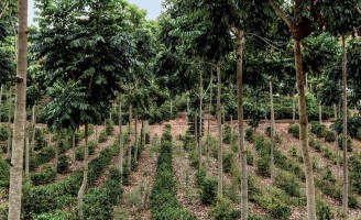 Um sistema para investimento no plantio de árvores ajuda o produtor pode ganhar mais e proteger o meio ambiente