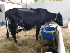 vaca campeã mundial