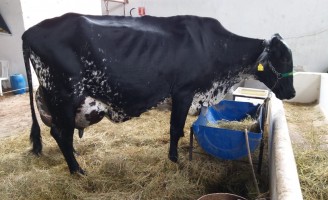Vaca brasileira da raça girolando quebra recorde mundial de produção de leite