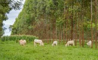 Mais produtividade de carne e leite quando o animal é bem tratado e não sofre estresse