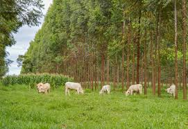 Mais produtividade de carne e leite quando o animal é bem tratado e não sofre estresse