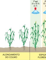 O combate às micotoxinas no trigo e seus derivados