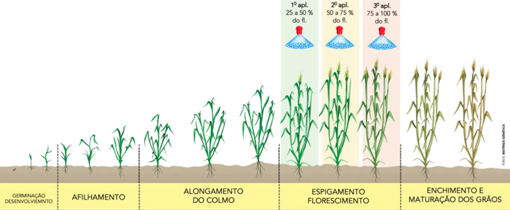 O combate às micotoxinas no trigo e seus derivados