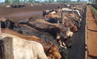A evolução da pecuária brasileira e a escolha das raças mais produtivas